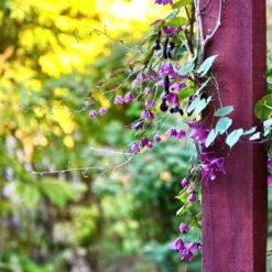 Purple Bell Vine Seeds -Eden Brothers Shop purple bell vine shk 4