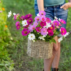 Purple Rain Cosmos & Zinnia Flower Seed Mix - Elegant Purple & White Blooms