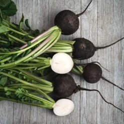 Black Spanish Round Radish Seeds - Heirloom Winter Vegetable