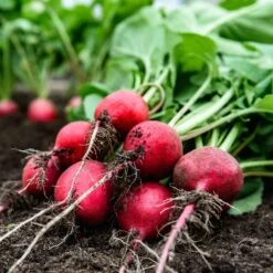 Comet Radish Seeds: Fast-Growing Crisp Heirloom Vegetable Seeds