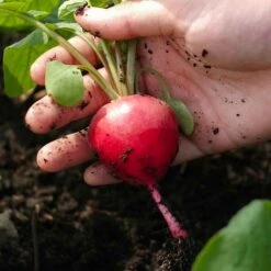 Crimson Giant Radish Seeds: High-Yield Heirloom for Every Garden