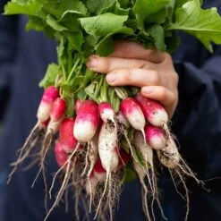 Radish Seeds - French Breakfast 6 Radish Seeds - French Breakfast -Eden Brothers Shop radish french breakfast shk 3