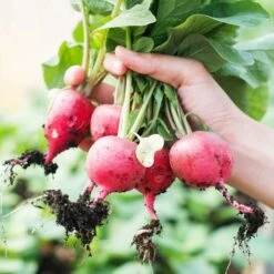 Heirloom German Giant Radish Seeds - Mild and Large Garden Vegetable Seeds