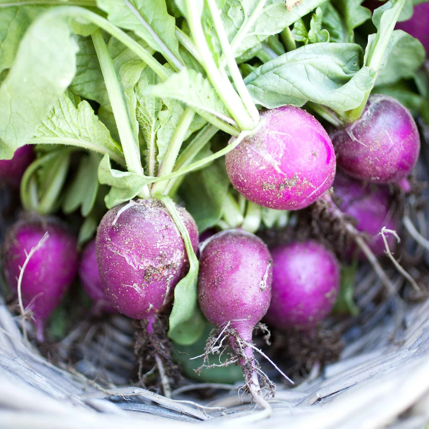 Purple Plum Radish Seeds: Crisp, Sweet, and Vibrant Heirloom Vegetable Seeds 1 Purple Plum Radish Seeds: Crisp, Sweet, and Vibrant Heirloom Vegetable Seeds