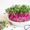 Red Arrow Radish Sprouting Seeds for Vibrant Home-Grown Microgreens
