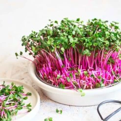 Red Arrow Radish Sprouting Seeds for Vibrant Home-Grown Microgreens