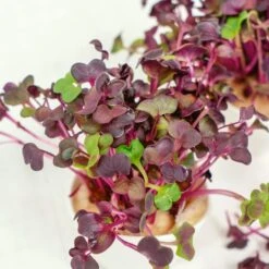 Sango Radish Microgreen Seeds: Vibrant Purple & Fast Growing Superfood