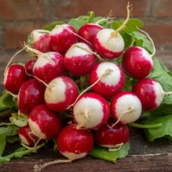 Sparkler White Tip Radish Seeds - Heirloom Garden Vegetable