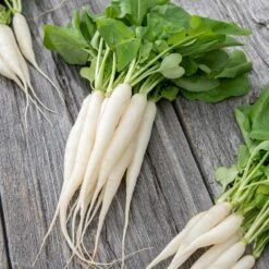 Radish Seeds - White Icicle