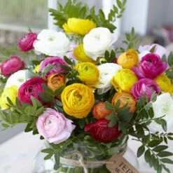 Mixed Ranunculus Flower Bulbs - 45 Days of Long-Lasting Rose-Like Blooms