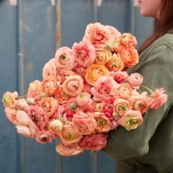 Salmon Ranunculus Bulbs - Stunning Amandine Peach Blooms for Garden & Cutting