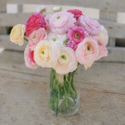 Ranunculus Bulbs Bridal Mix - Premium Pastel Spring Flowers for Cutting Gardens -Eden Brothers Shop ranunculus bridal bouquet mix car 3