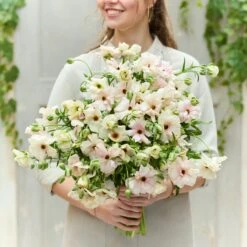 Ariadne® Butterfly Ranunculus Bulbs - Stunning Blush Blooms
