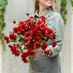 Butterfly Ranunculus Hades® Bulbs - Vivid Red to Bronze Blooms