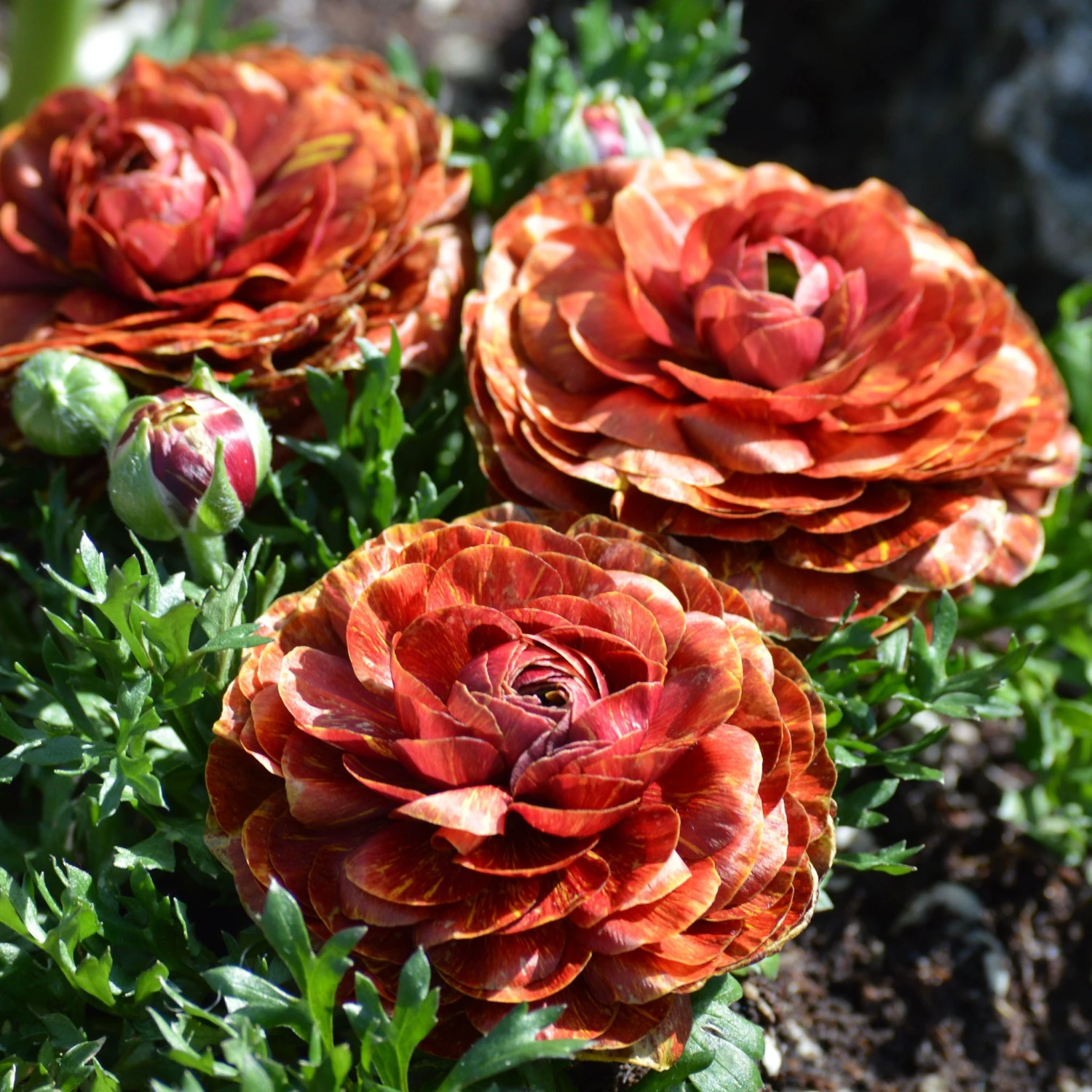 Cafe Ranunculus Flower Bulbs - Vibrant Multi-Color Mix 1 Cafe Ranunculus Flower Bulbs - Vibrant Multi-Color Mix