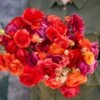 Ranunculus Bulbs - Cherry Pie Mix