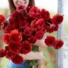 Chocolate Ranunculus Bulbs - Elegant Chocolate-Red Garden Blooms