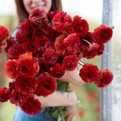 Chocolate Ranunculus Bulbs - Elegant Chocolate-Red Garden Blooms