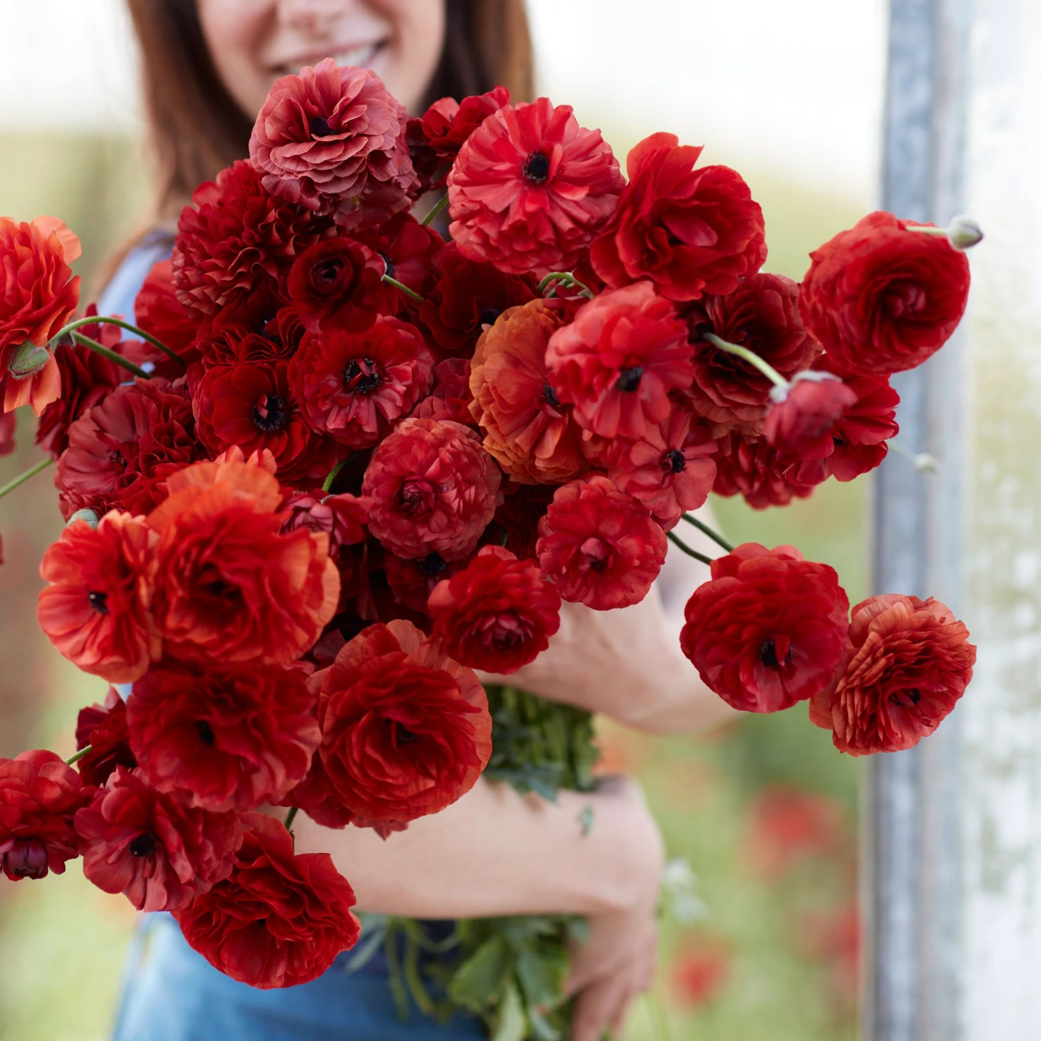 Chocolate Ranunculus Bulbs - Elegant Chocolate-Red Garden Blooms 1 Chocolate Ranunculus Bulbs - Elegant Chocolate-Red Garden Blooms