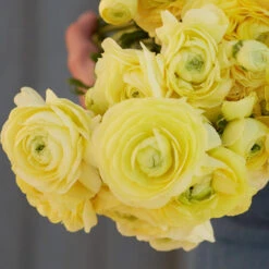 Cream Ranunculus Bulbs - Elegant Persian Buttercups for Gardens & Bouquets -Eden Brothers Shop ranunculus cream rit 3