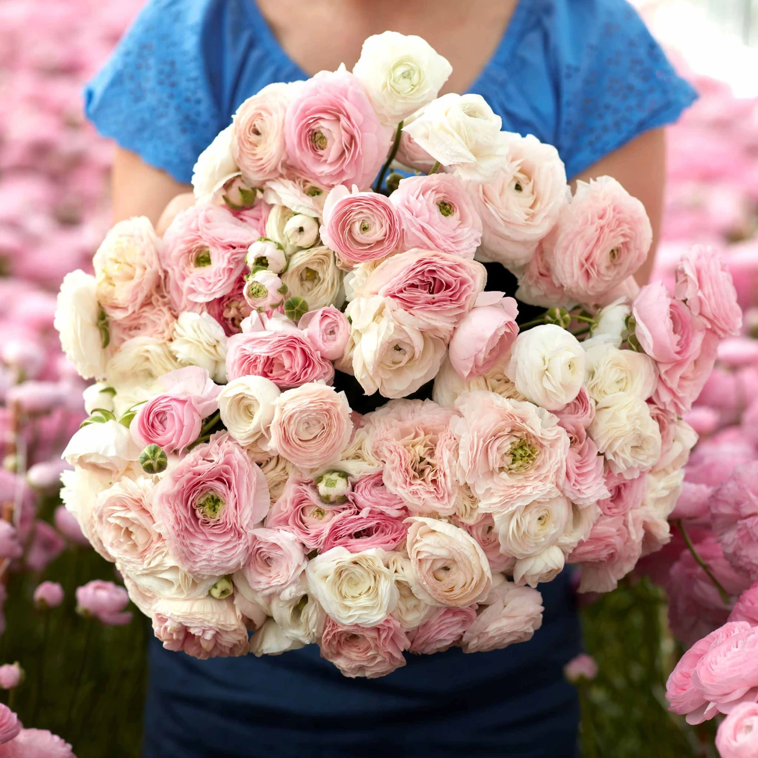 Ranunculus Bulbs Eternal Bliss Mix - Pink and White Multi-Layered Flower Corms 1 Ranunculus Bulbs Eternal Bliss Mix - Pink and White Multi-Layered Flower Corms