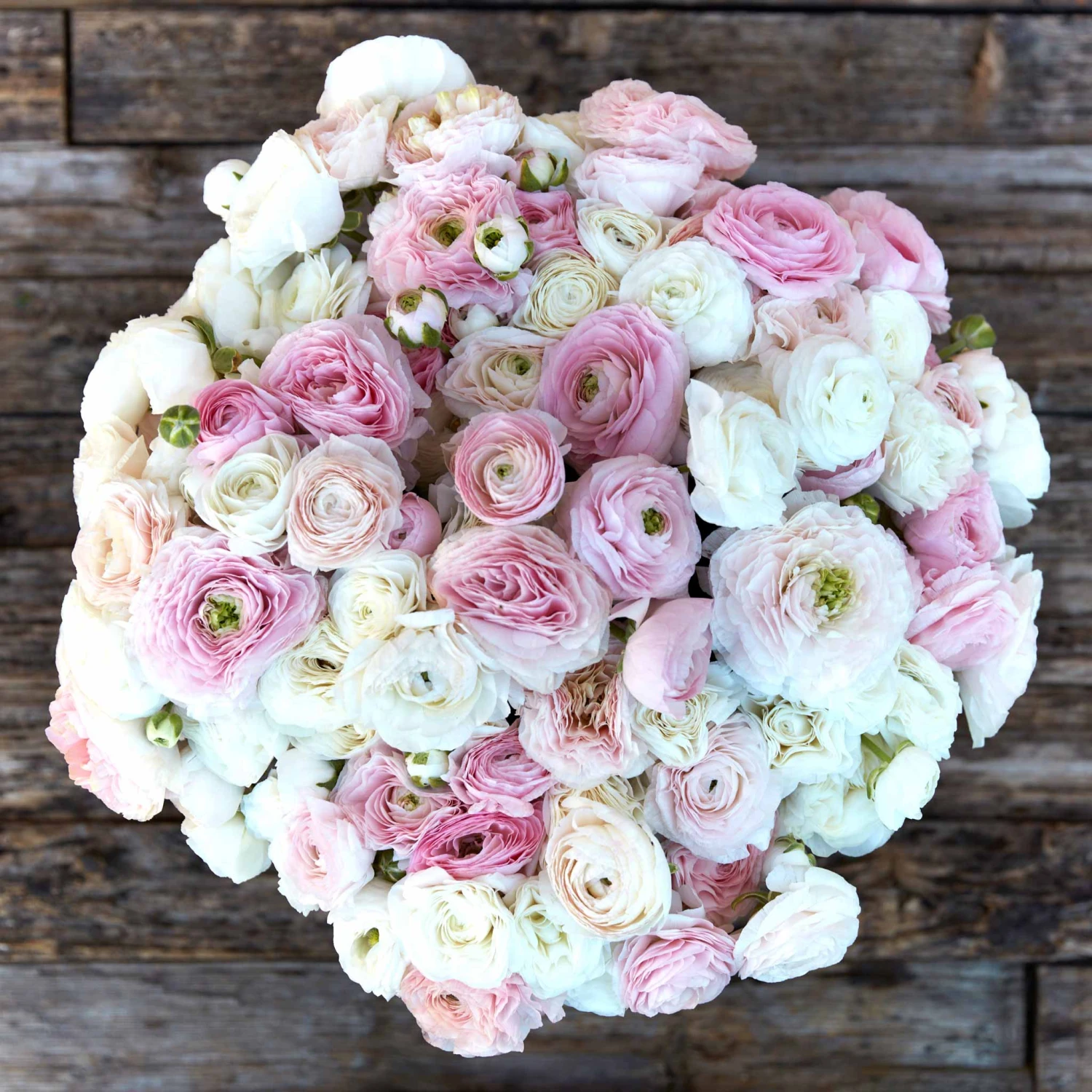 Ranunculus Bulbs Eternal Bliss Mix - Pink and White Multi-Layered Flower Corms 2 Ranunculus Bulbs Eternal Bliss Mix - Pink and White Multi-Layered Flower Corms - Image 2