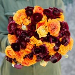 Ranunculus Bulbs - Fire & Wine Mix