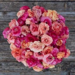 Vibrant Ranunculus Bulbs Lipstick Mix - Colorful Spring Garden Flowers