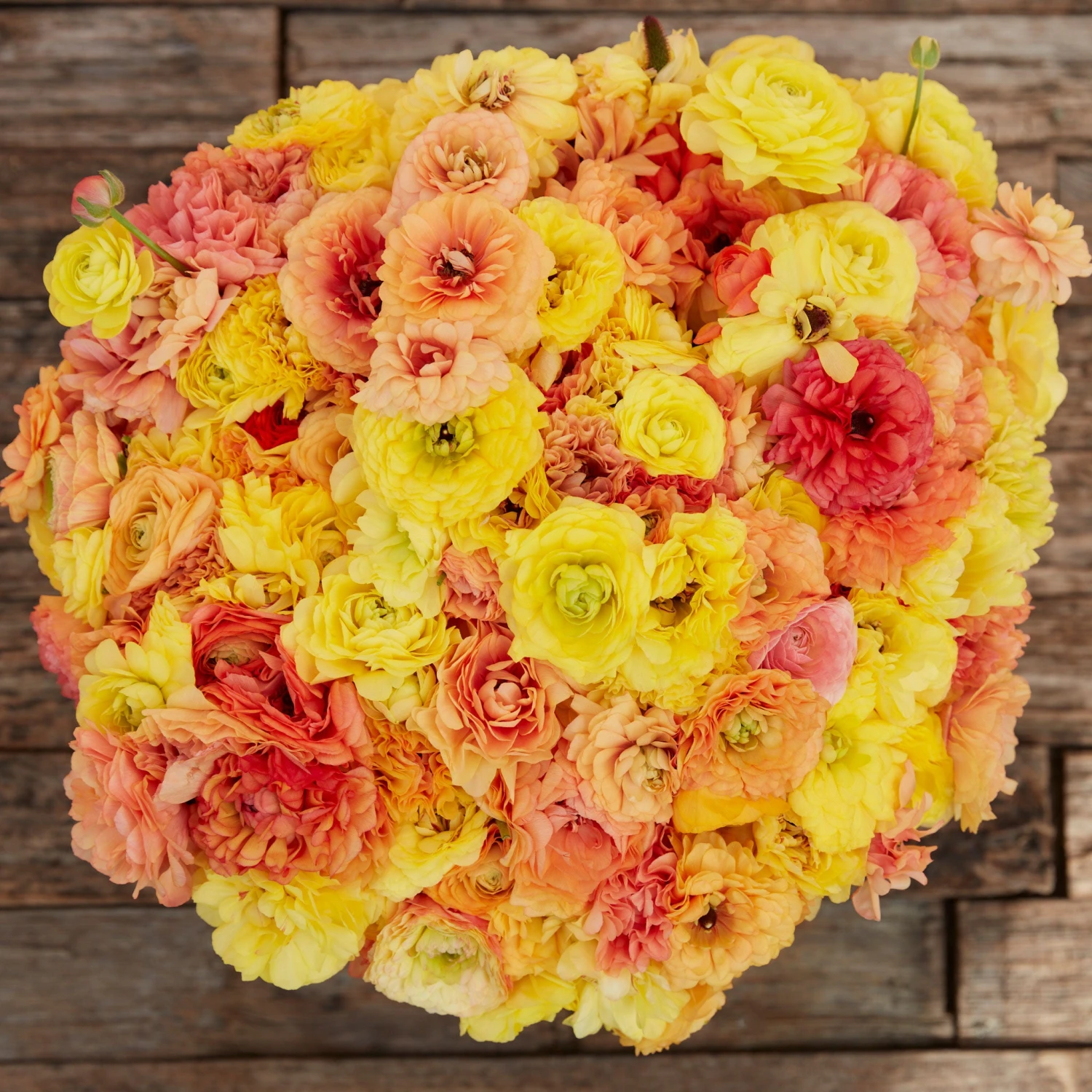 Pastel Lemon Ranunculus Bulbs - Vibrant Peony-Style Spring Flowers 2 Pastel Lemon Ranunculus Bulbs - Vibrant Peony-Style Spring Flowers - Image 2