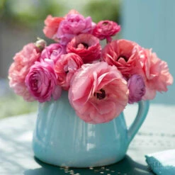 Pink Chiffon Ranunculus Bulbs - Vibrant Multi-Layered Spring Blooms