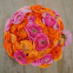 Pink Clementine Ranunculus Bulbs Mix for Stunning Spring Gardens