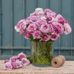 Purple Jean Ranunculus Bulbs - Vibrant Mauve Rose-Like Blooms for Gardens