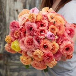 Salmon Ranunculus Bulbs - Premium Flower Corms for Spring Gardens