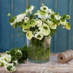 Vibrant Super Green White Ranunculus Bulbs for Gardens and Floral Design