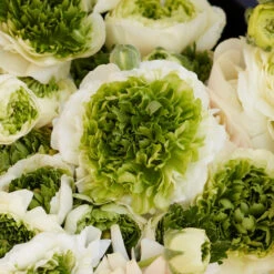 Vibrant Super Green White Ranunculus Bulbs for Gardens and Floral Design -Eden Brothers Shop ranunculus super green white rit 3
