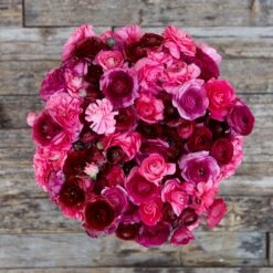 Ranunculus Bulbs Vineyard Mix - Vibrant Pink and Purple Blooms