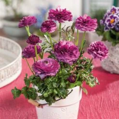 Ranunculus Bulbs - Violet