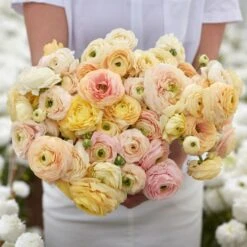 Pastel Ranunculus Bulbs - Wedding Mix for Garden and Cut Flowers