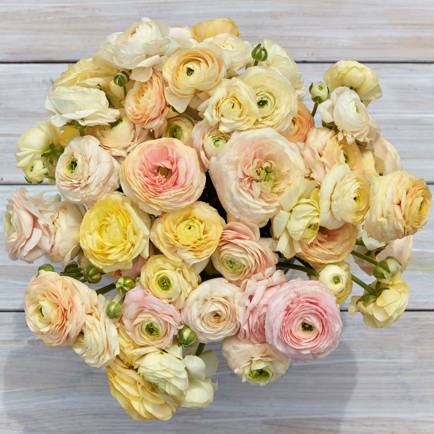 Pastel Ranunculus Bulbs - Wedding Mix for Garden and Cut Flowers 2 Pastel Ranunculus Bulbs - Wedding Mix for Garden and Cut Flowers - Image 2