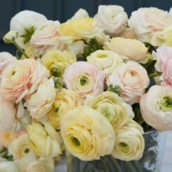 Pastel Ranunculus Bulbs - Wedding Mix for Garden and Cut Flowers 7 Pastel Ranunculus Bulbs - Wedding Mix for Garden and Cut Flowers -Eden Brothers Shop ranunculus wedding pastel rit 3