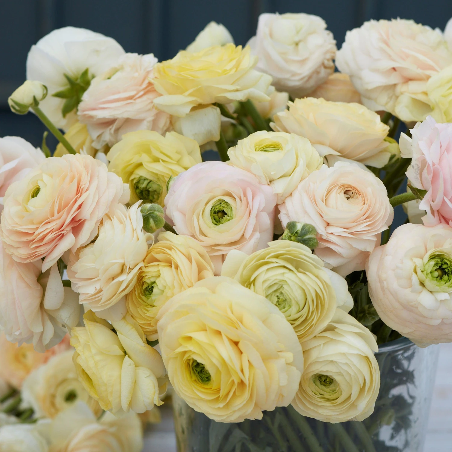 Pastel Ranunculus Bulbs - Wedding Mix for Garden and Cut Flowers 3 Pastel Ranunculus Bulbs - Wedding Mix for Garden and Cut Flowers - Image 3