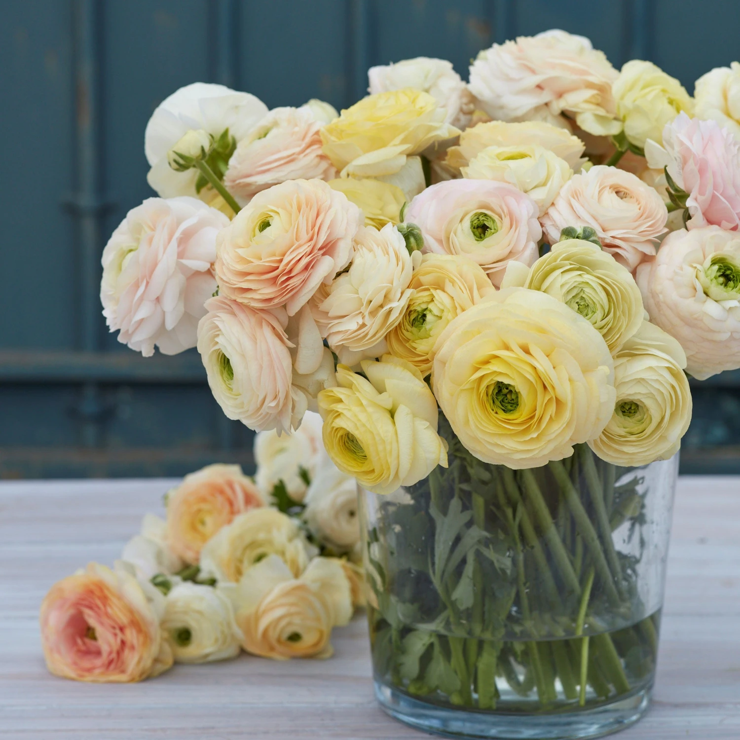 Pastel Ranunculus Bulbs - Wedding Mix for Garden and Cut Flowers 4 Pastel Ranunculus Bulbs - Wedding Mix for Garden and Cut Flowers - Image 4