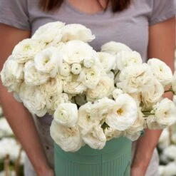 Premium White Ranunculus Bulbs - Elegant Multi-Layered Garden Blooms
