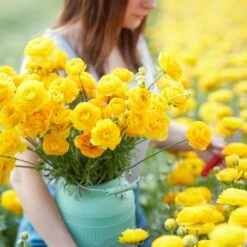 Vibrant Yellow Ranunculus Bulbs for Gardening and Cut Flowers