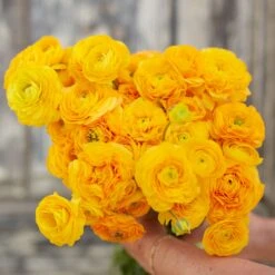 Vibrant Yellow Ranunculus Bulbs for Gardening and Cut Flowers -Eden Brothers Shop ranunculus yellow rit 3