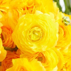Vibrant Yellow Ranunculus Bulbs for Gardening and Cut Flowers -Eden Brothers Shop ranunculus yellow rit 4