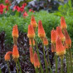 Red Hot Poker Alcazar Roots - Hardy Perennial Garden Flower -Eden Brothers Shop red hot poker alcazar shk 3
