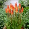 Red Hot Poker Alcazar Roots - Hardy Perennial Garden Flower