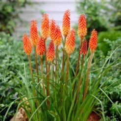 Red Hot Poker Alcazar Roots - Hardy Perennial Garden Flower
