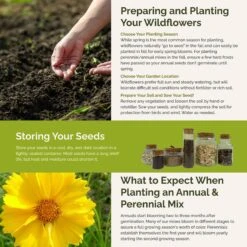 Rhode Island Wildflower Seed Mix: 18 Variety Native & Perennial Blend -Eden Brothers Shop rhode island SMREG163 st5